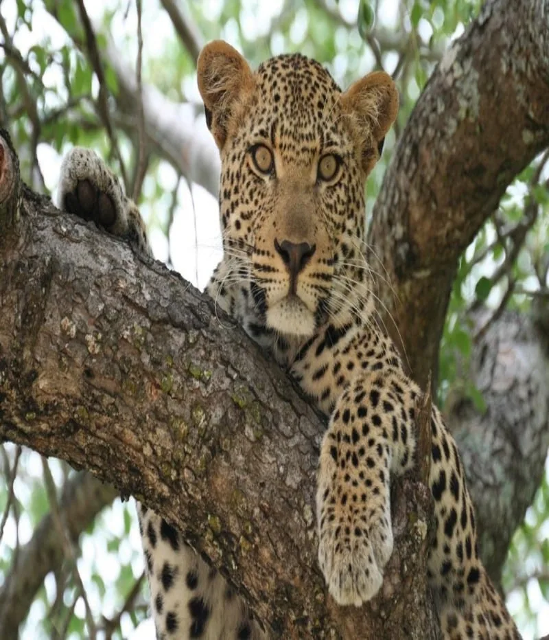 Cape Town, Garden Route & Safari